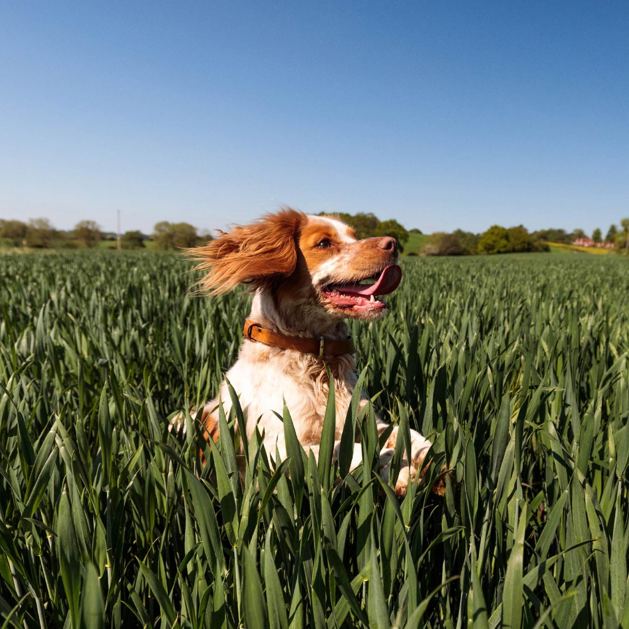 (4 pack) Nutro So Simple Chicken And Chicken & Duck Recipes Wet Dog Food, 2 Oz Trays, Variety Pack Of 8