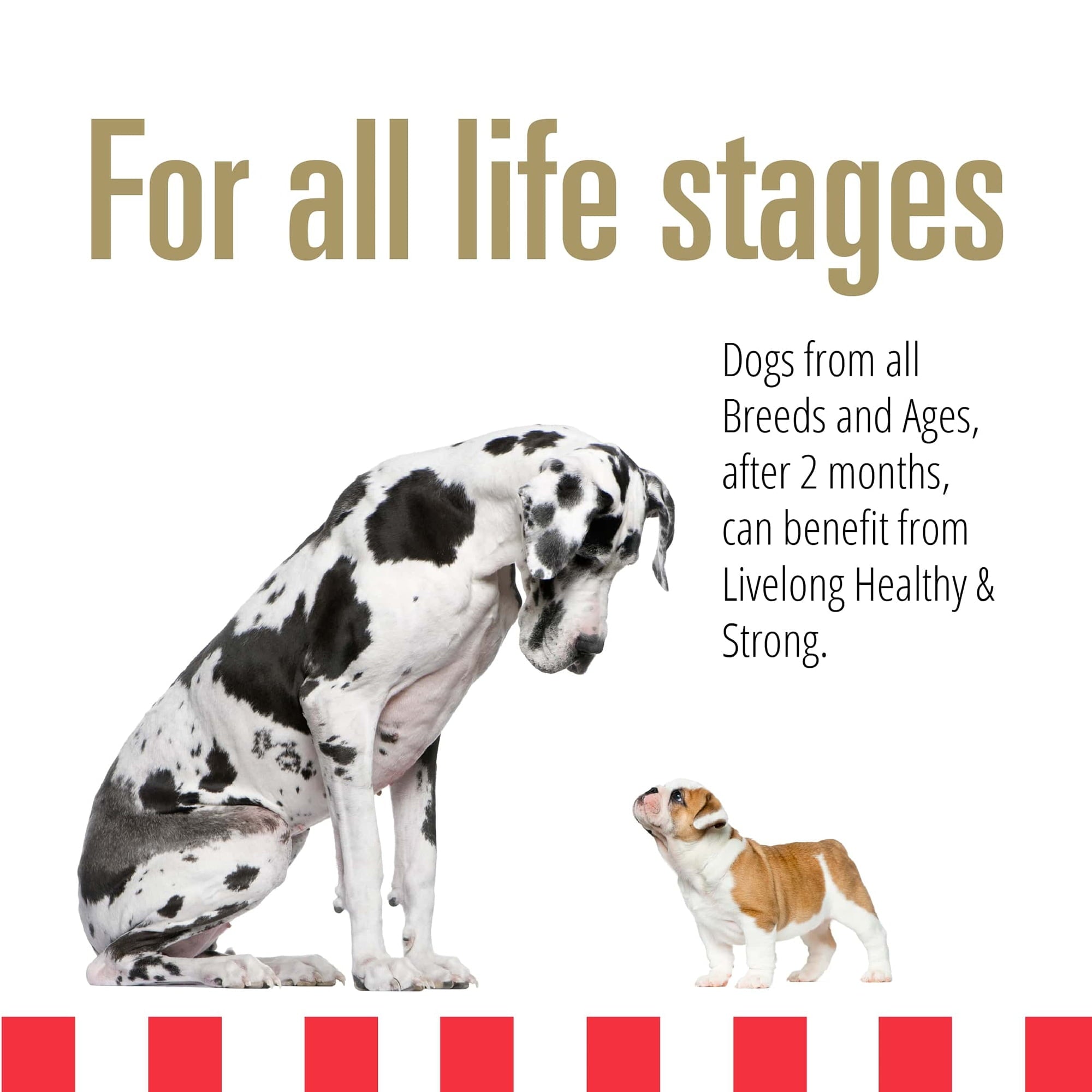 Livelong Healthy & Strong: 12 Pack - Chicken & Sweet Potato Recipe - 12.5oz Cans, Wet Dog Food, High Protein, All Natural, No Preservatives,