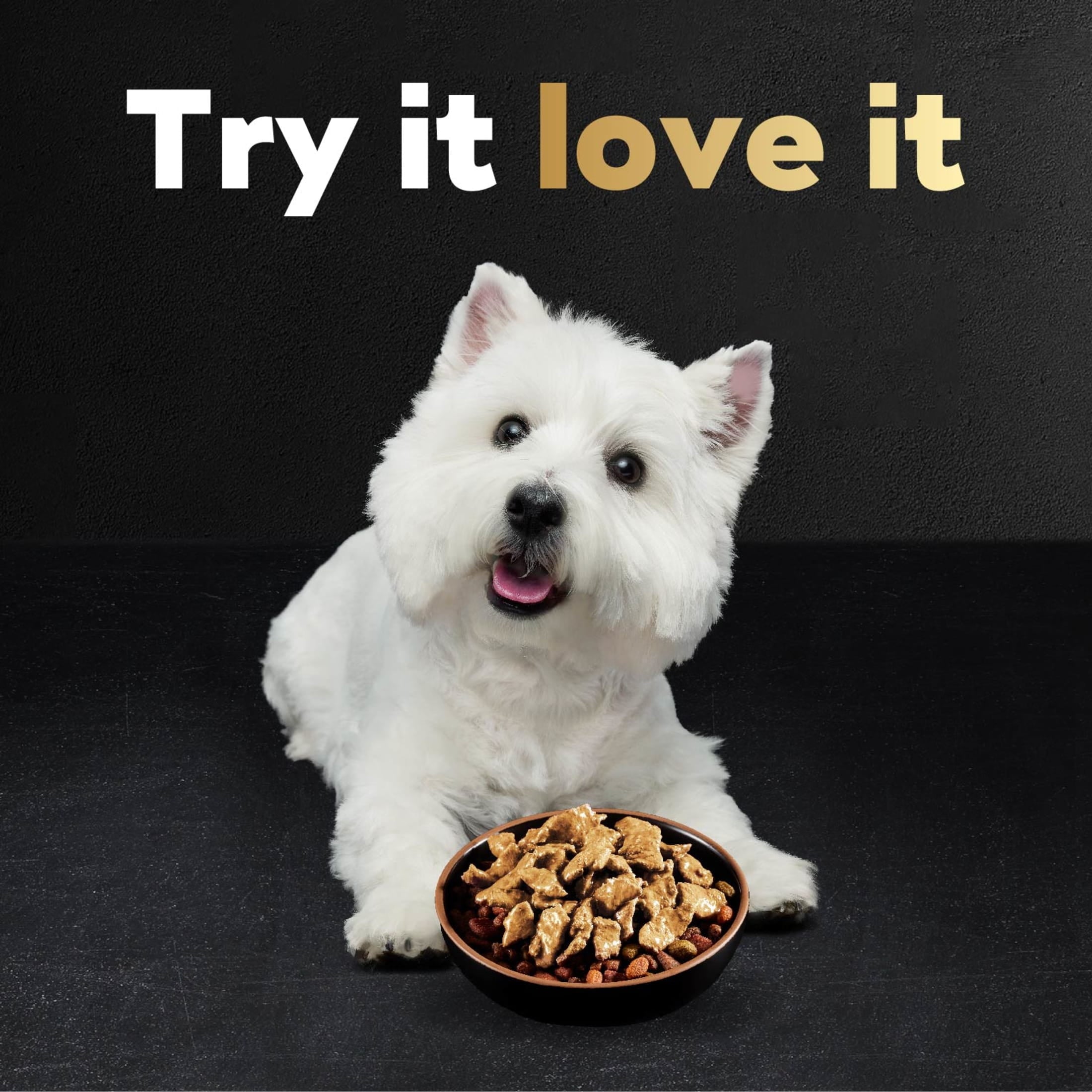 Cesar Pouch Filets In Gravy Rotisserie Chicken Flavor Wet Dog Food, 1.76 Oz. Pouch, 1 Ct